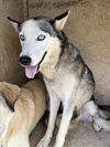 adoptable Dog in , OK named SKYLAR