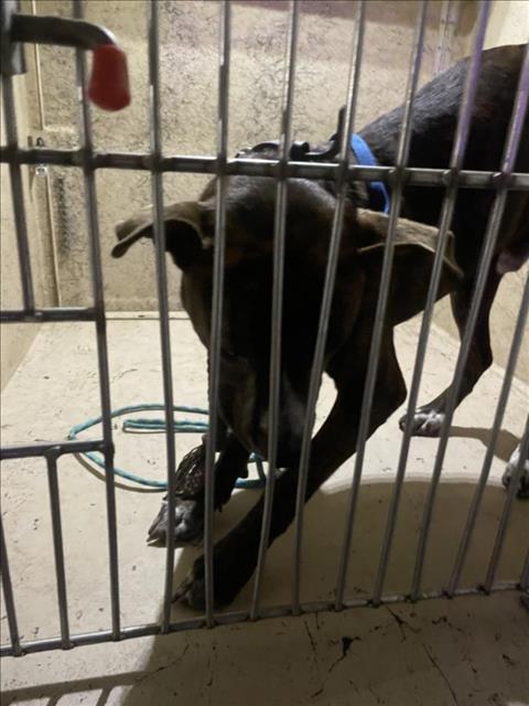 adoptable Dog in OKC, OK named A440266