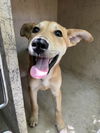 adoptable Dog in , OK named ERNA