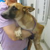 adoptable Dog in , OK named PRADA