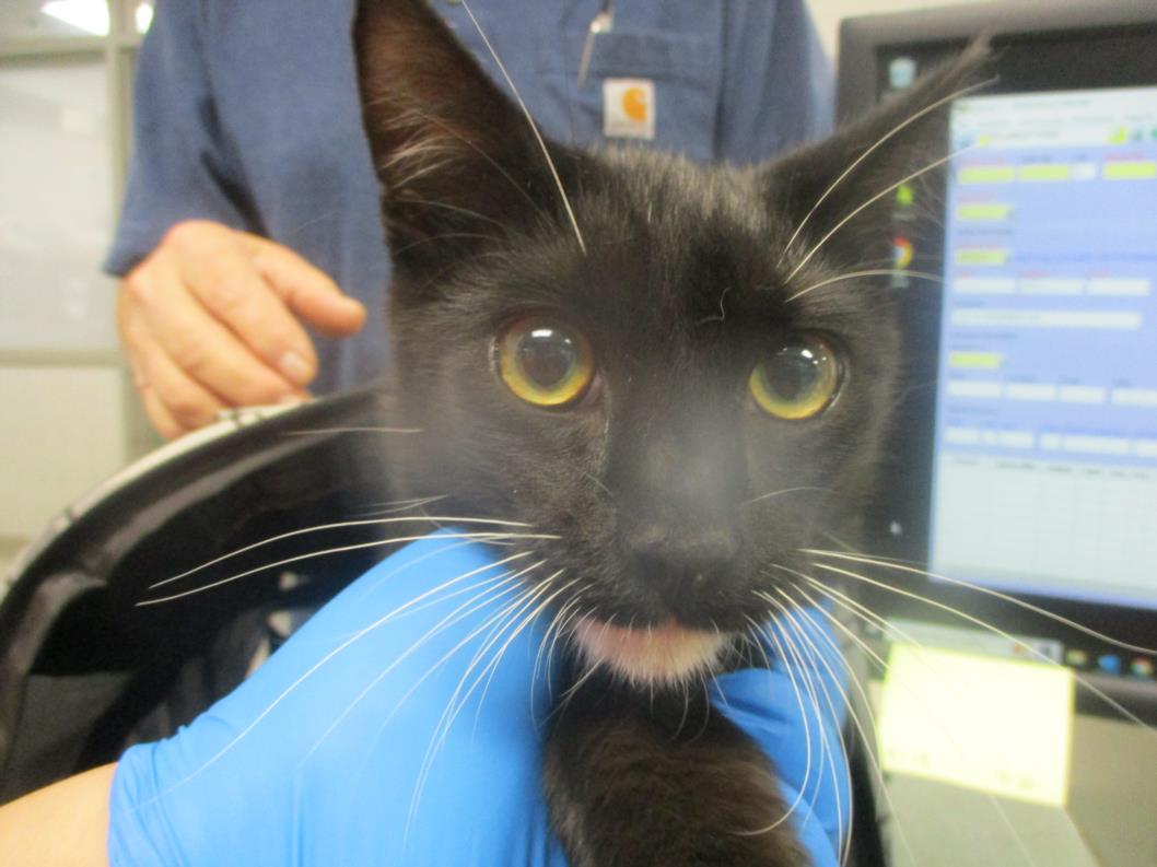 adoptable Cat in OKC, OK named A440580