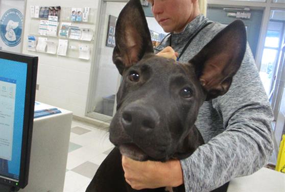 adoptable Dog in OKC, OK named RALPH