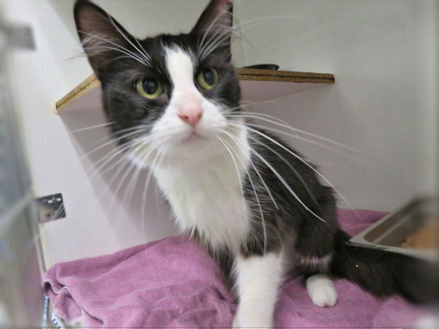 adoptable Cat in OKC, OK named WHISKERS