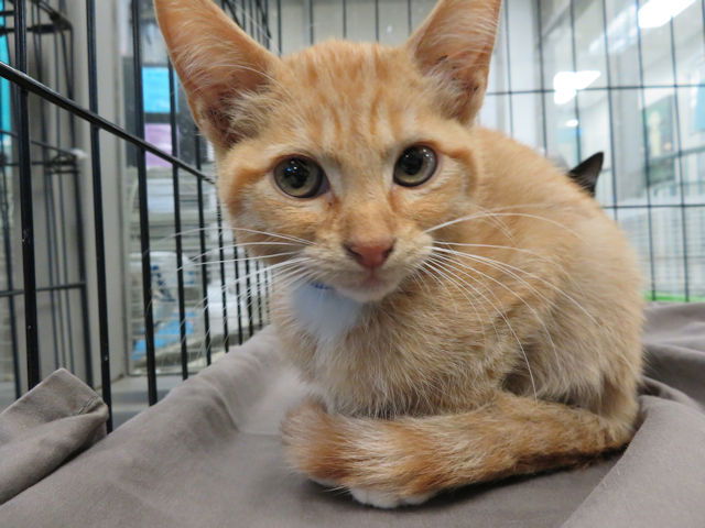 adoptable Cat in OKC, OK named CHEEZIT