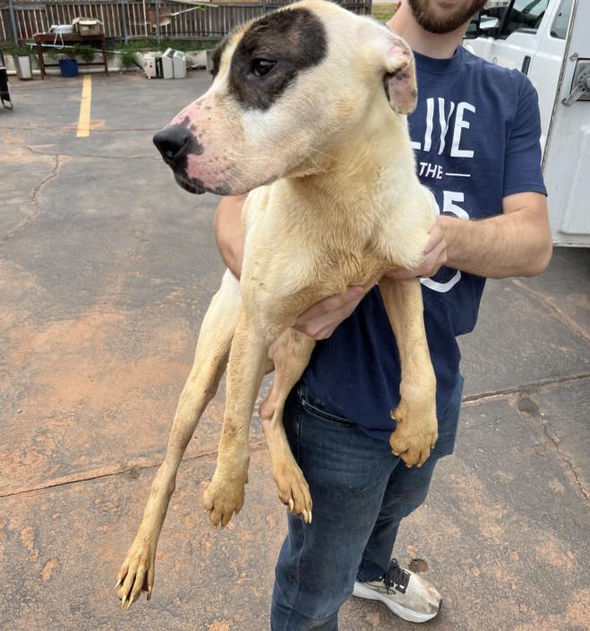 adoptable Dog in OKC, OK named GUNNER