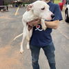 adoptable Dog in , OK named SPARTICUS