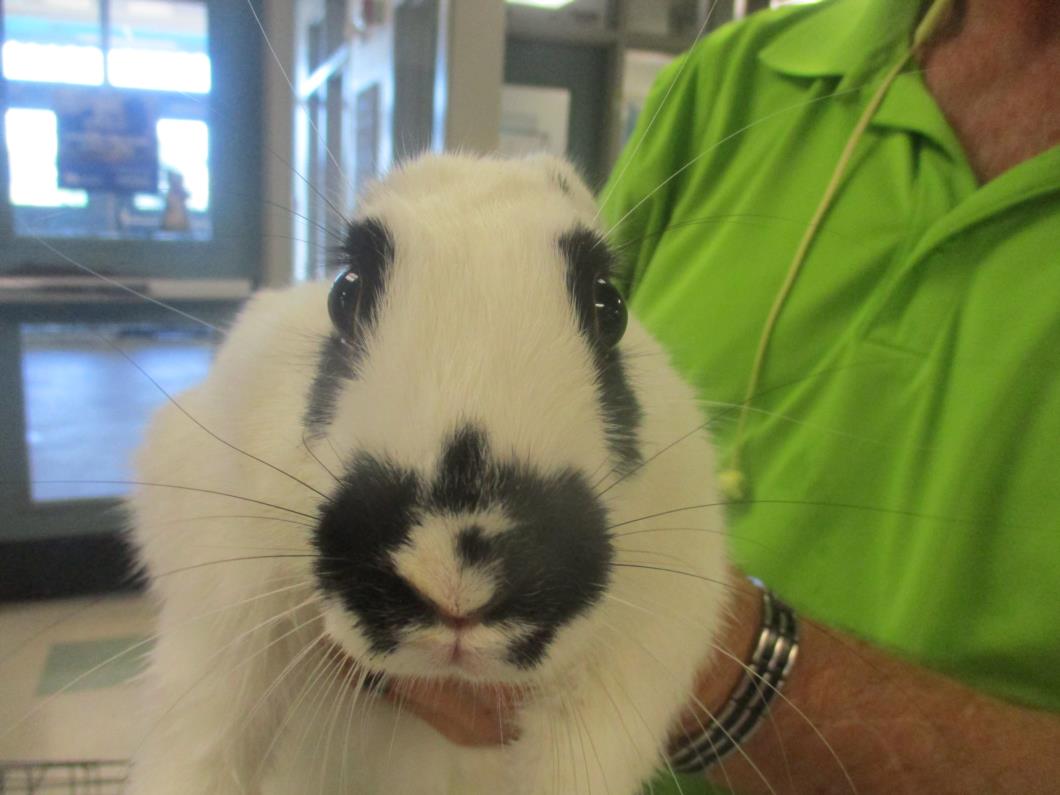 adoptable Rabbit in OKC, OK named A440425