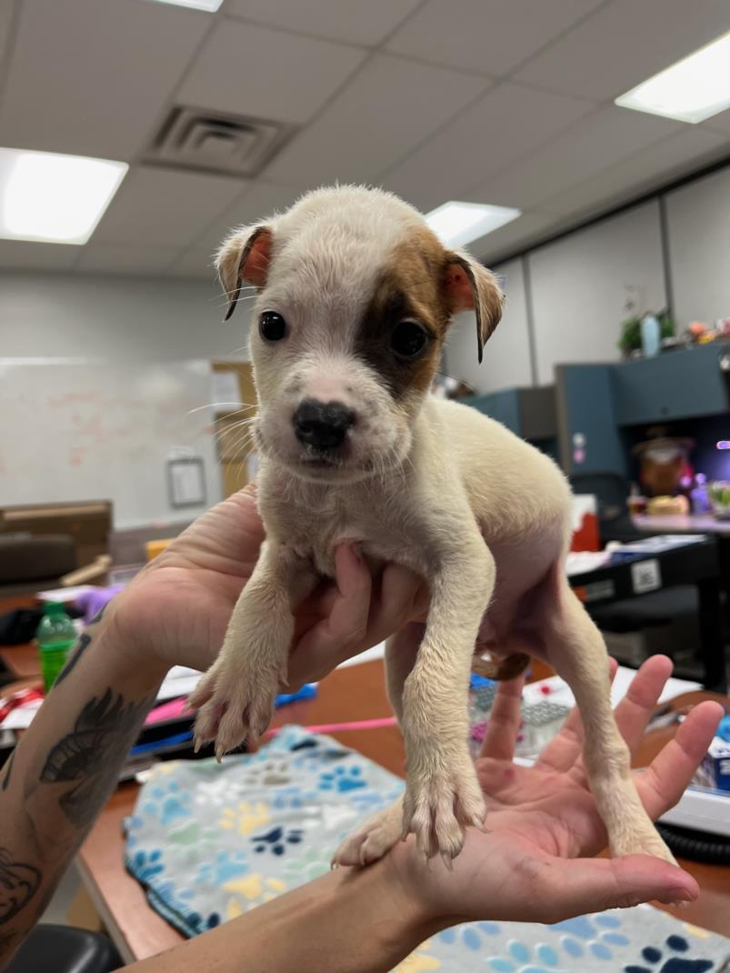 adoptable Dog in OKC, OK named A437177