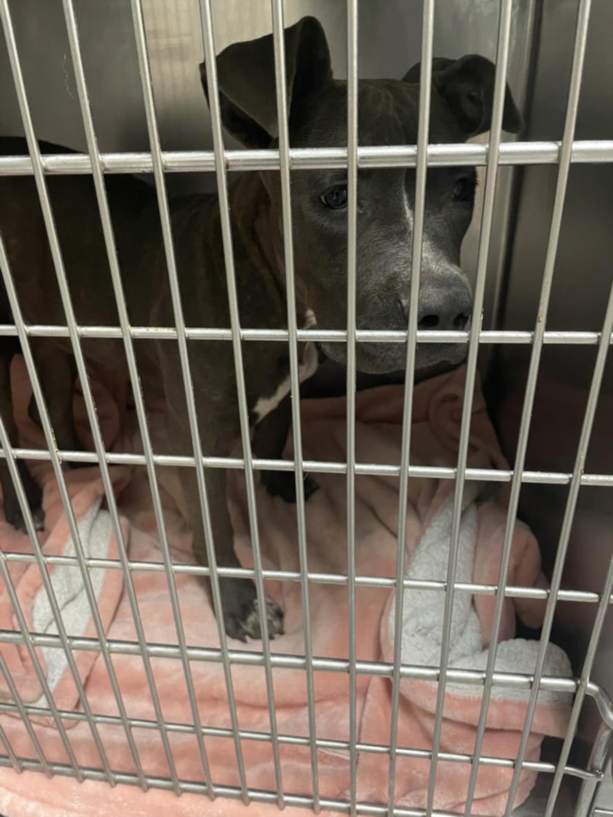 adoptable Dog in OKC, OK named A440265