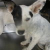 adoptable Dog in , OK named A443075