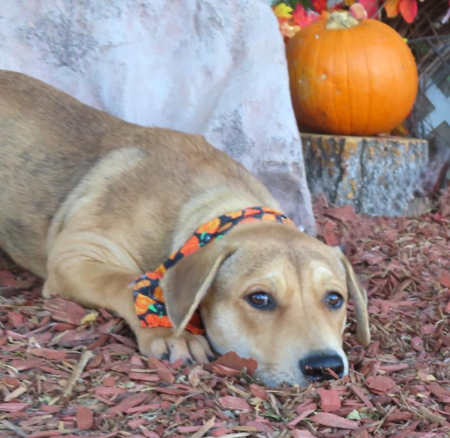 adoptable Dog in OKC, OK named PEANUT