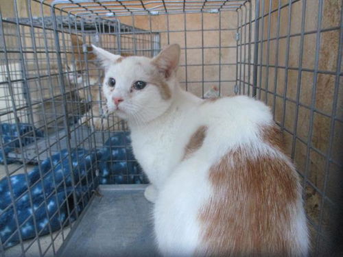 picture of the cat needing adoption