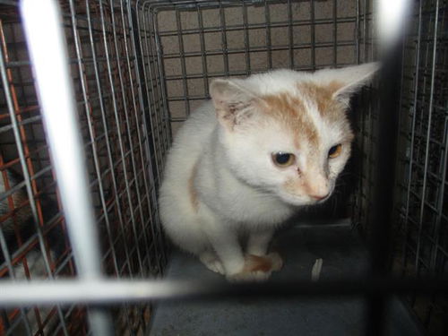 picture of the cat needing adoption