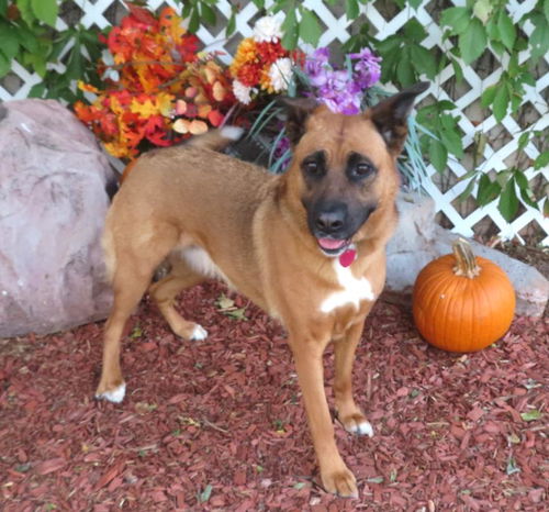 picture of the dog needing adoption