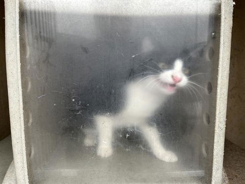 picture of the cat needing adoption