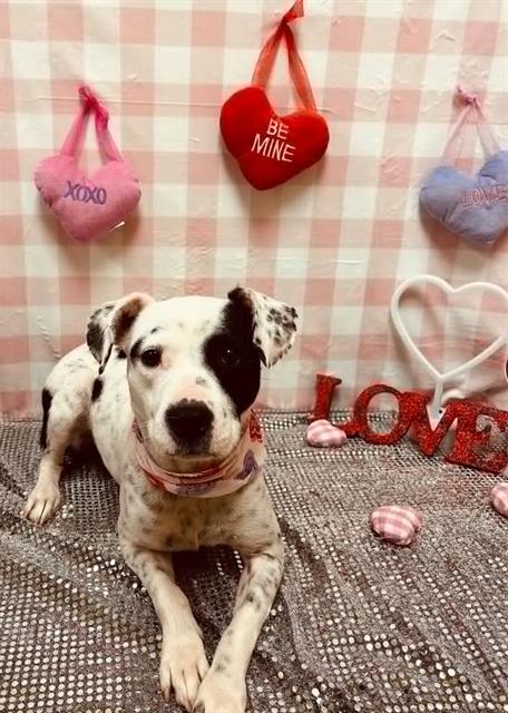 picture of the dog needing adoption
