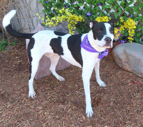 picture of the dog needing adoption