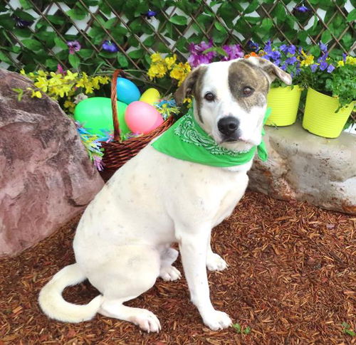 picture of the dog needing adoption