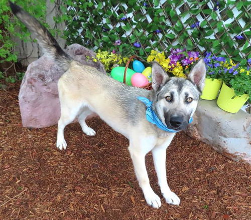 picture of the dog needing adoption