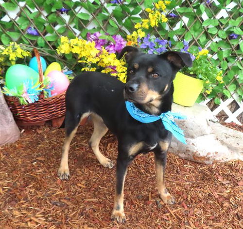 picture of the dog needing adoption