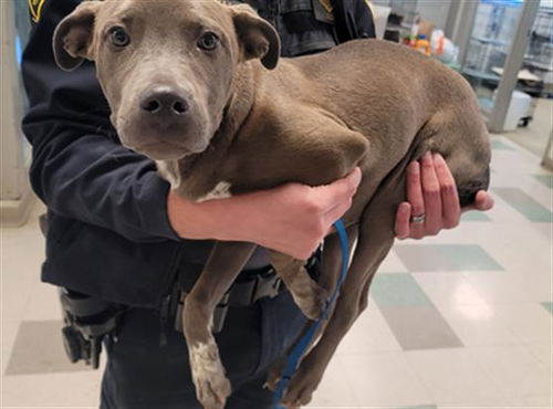 picture of the dog needing adoption