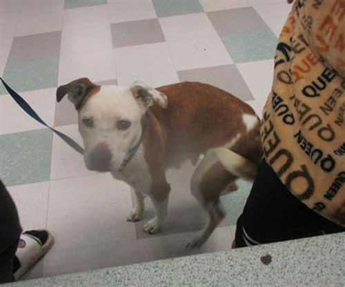 picture of the dog needing adoption
