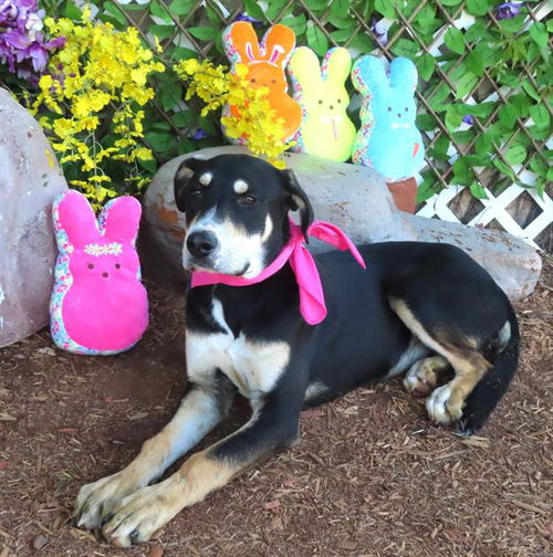 picture of the dog needing adoption
