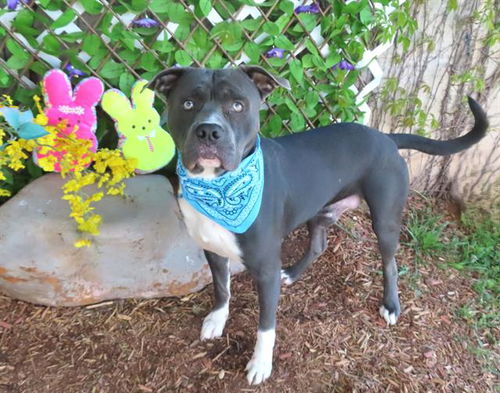 picture of the dog needing adoption