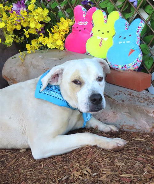 picture of the dog needing adoption