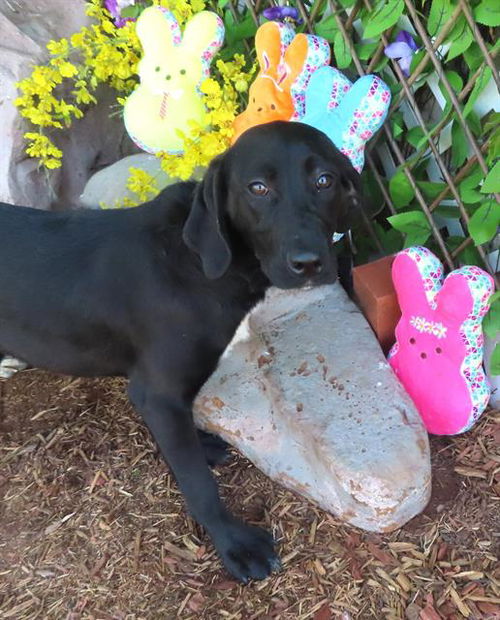 picture of the dog needing adoption