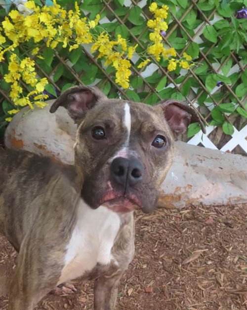 picture of the dog needing adoption