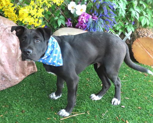 picture of the dog needing adoption