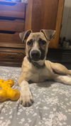 adoptable Dog in  named SID