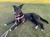 adoptable Dog in  named RYN