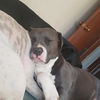 adoptable Dog in  named EMBER