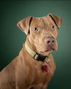 adoptable Dog in  named HOLLY