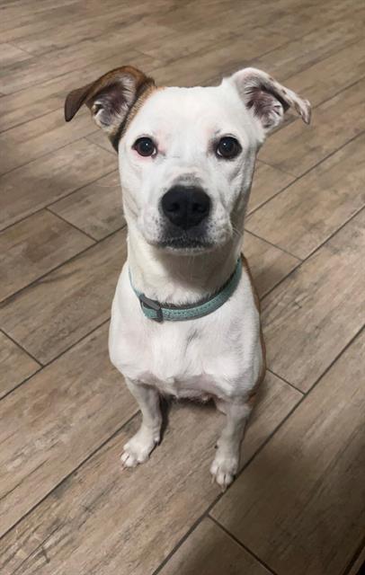 adoptable Dog in OKC, OK named ZOE