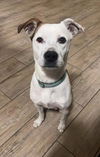 adoptable Dog in  named ZOE
