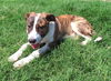 adoptable Dog in  named DUSTIN