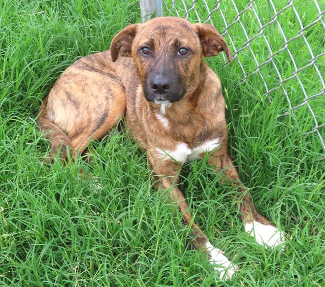 adoptable Dog in OKC, OK named ERNIE