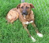 adoptable Dog in  named ERNIE