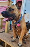 adoptable Dog in  named ALBERT