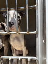 adoptable Dog in OKC, OK named ORBIT