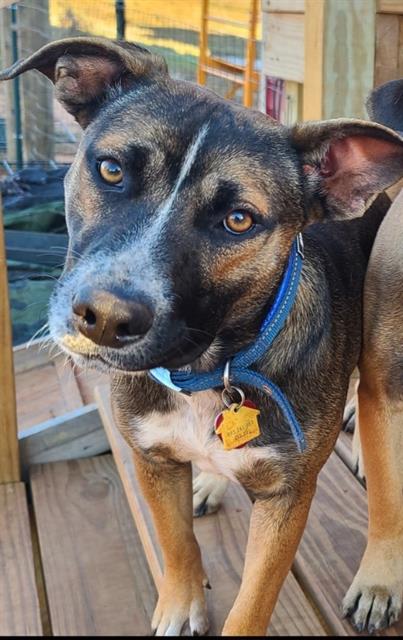 adoptable Dog in OKC, OK named ANNIKA