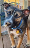 adoptable Dog in  named ANNIKA
