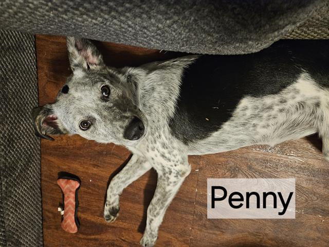 adoptable Dog in OKC, OK named PENNY