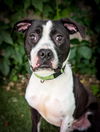 adoptable Dog in OKC, OK named BOXER
