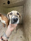 adoptable Dog in  named A456880