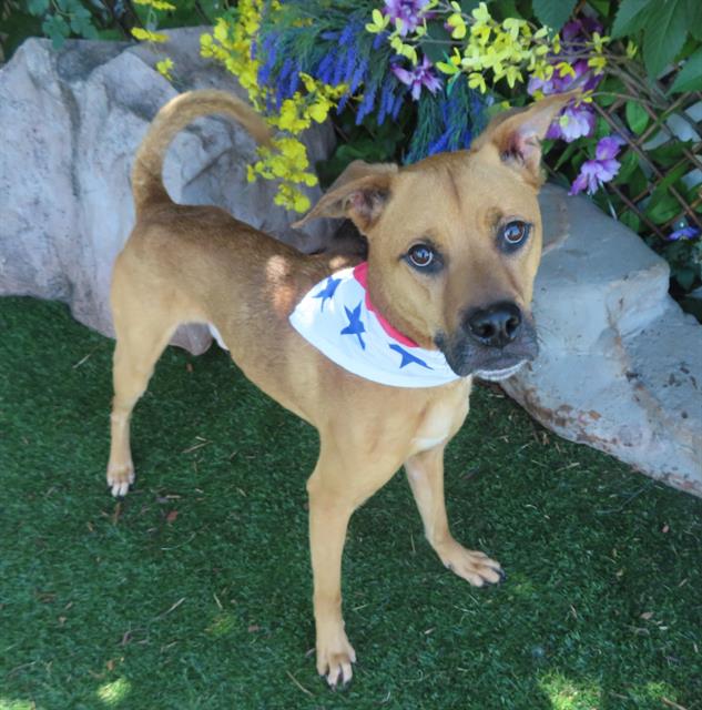 adoptable Dog in OKC, OK named ROSCOE