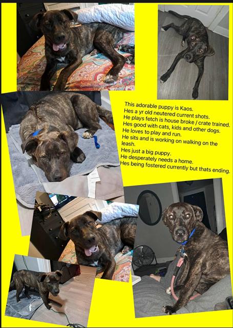 adoptable Dog in OKC, OK named KAOS